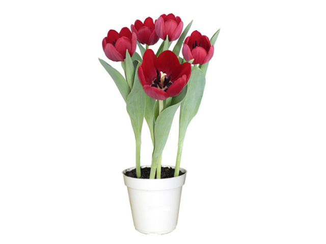 Tulipa