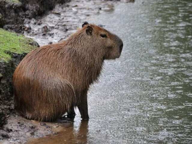 Capivara