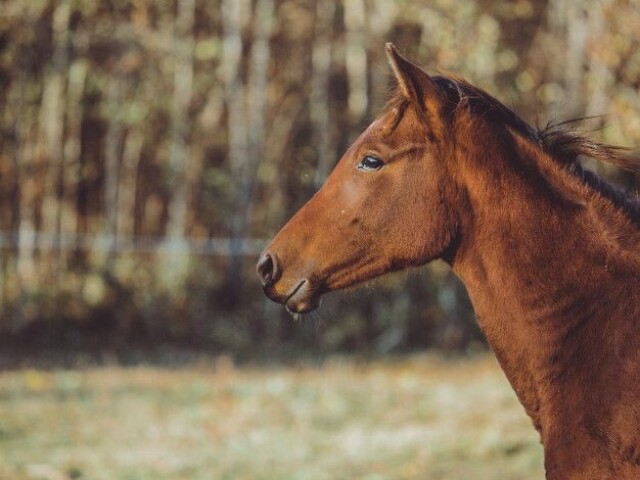 andar a cavalo?