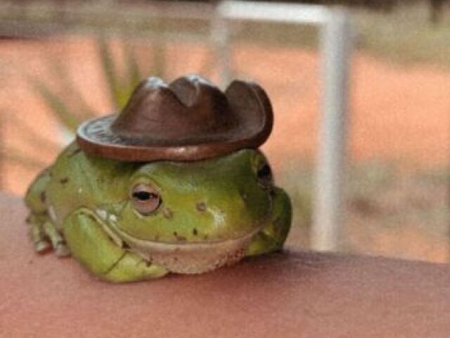 Sapinho cowboy