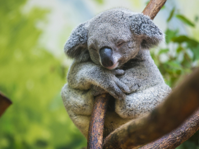 Koala