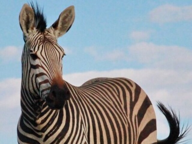 Zebra