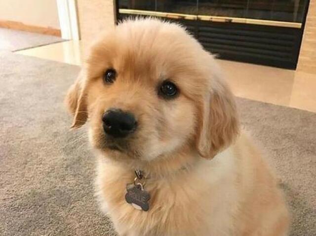 Cachorro Golden Retriever