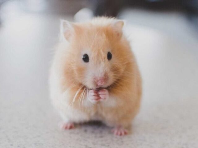 Hamster