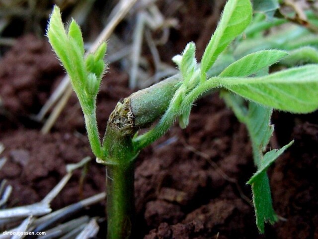 curar as plantas