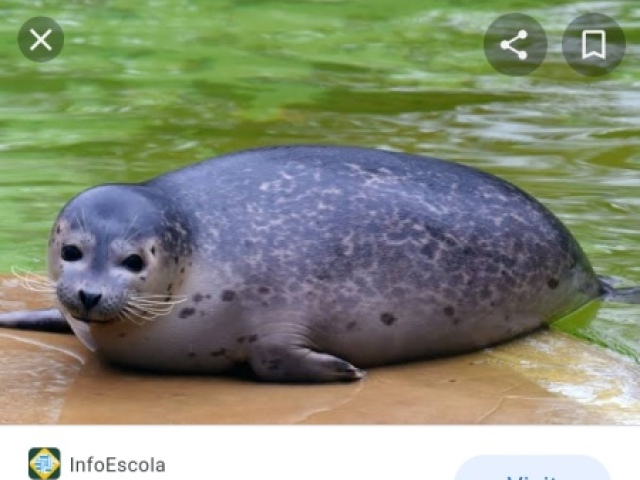 Foca