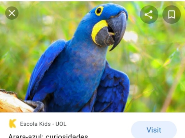 Arara