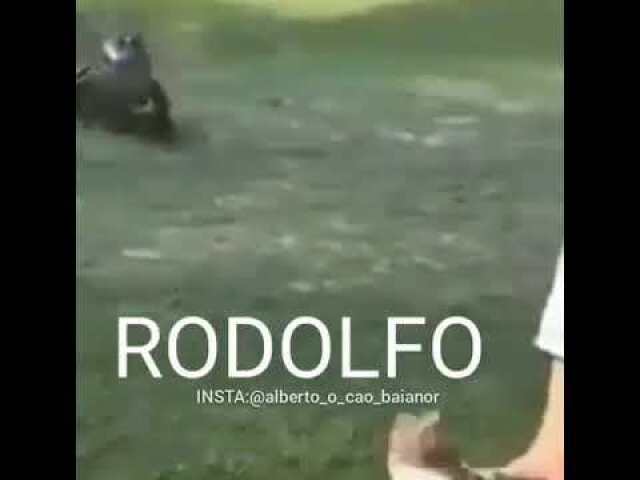 rodor-urrrrrrrrfo, o porco