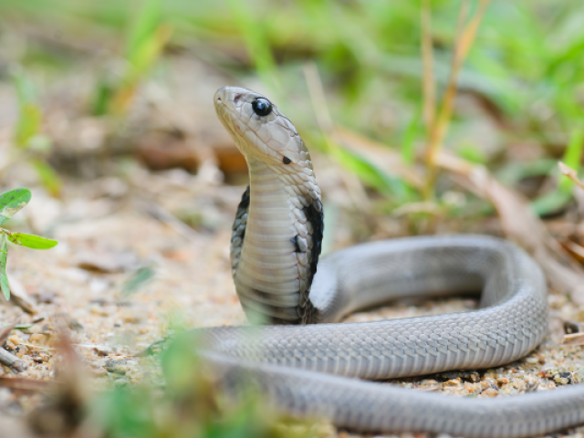 Cobra