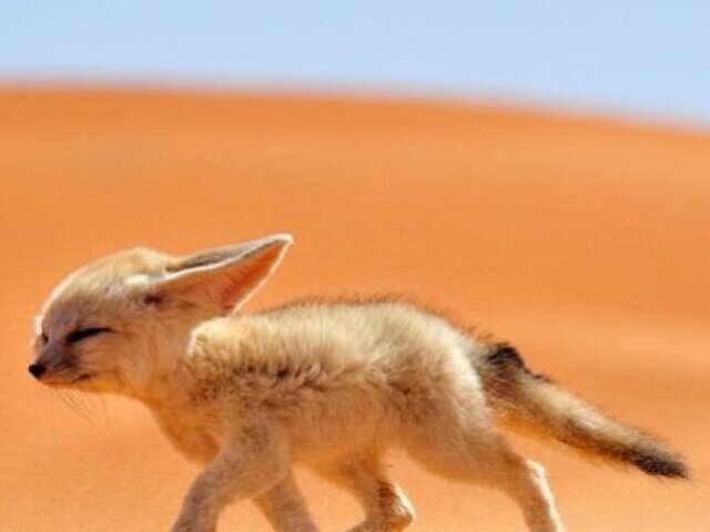 Que animal do deserto vc é