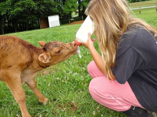 Veterinária