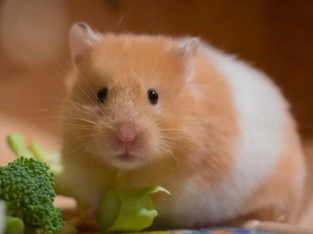 Hamster