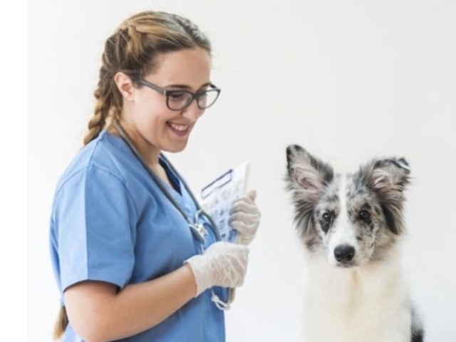 Veterinária