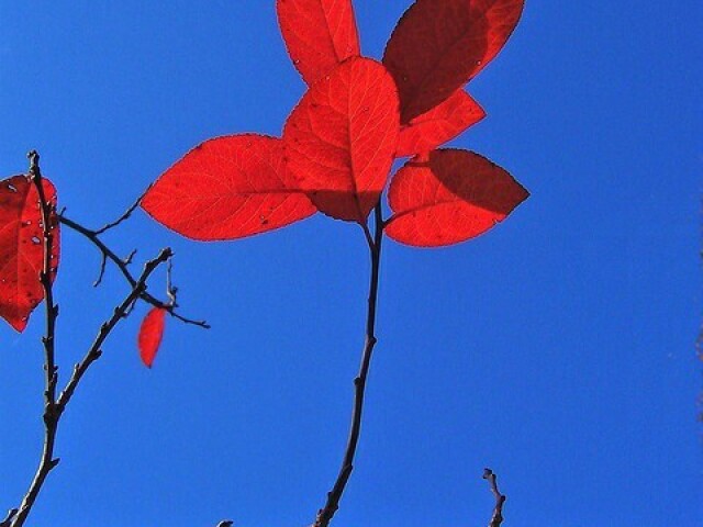 Azul e vermelho