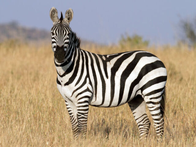 zebra