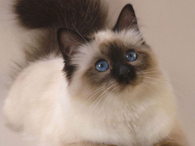 gato