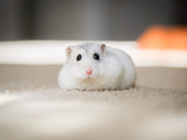 hamster