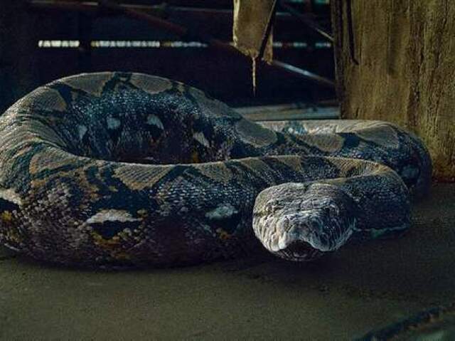 Nagini