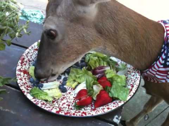 Saladinha