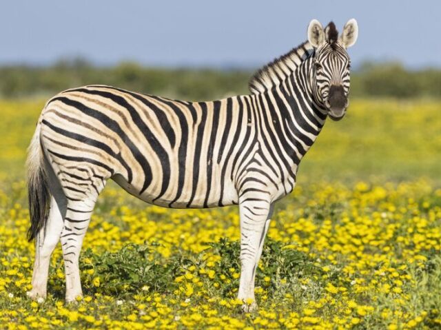 zebra