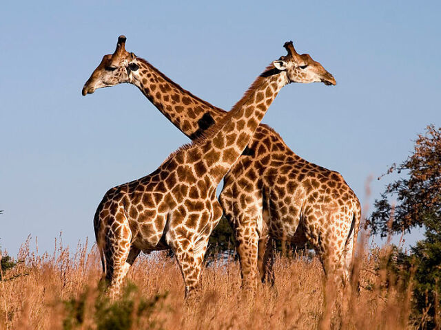 girafa