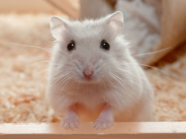 hamster