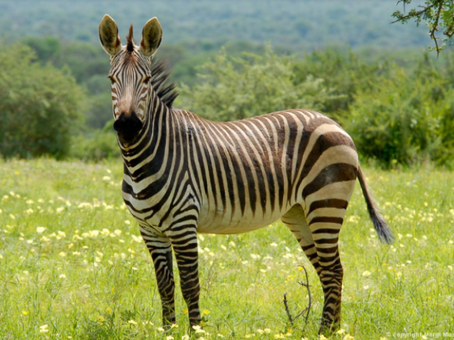 zebra