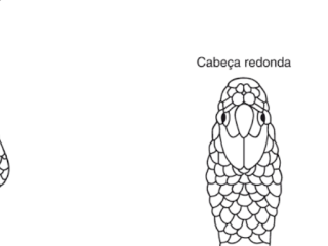 Cabeça redonda-não é venenosa