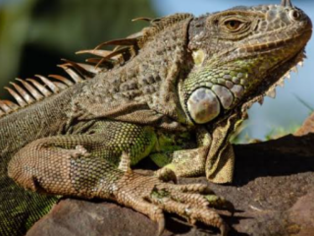 Iguana