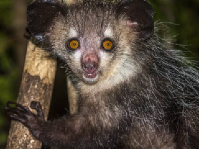 Aye-aye