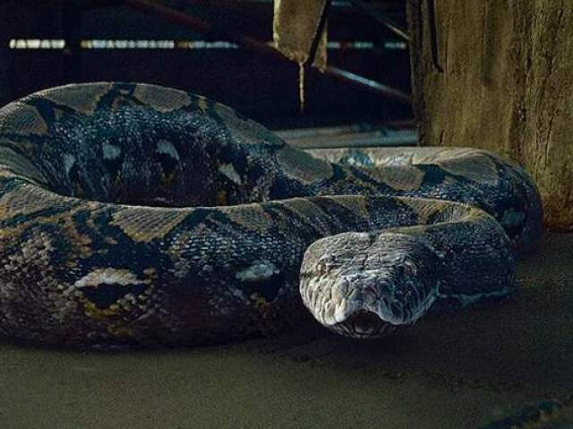 Nagini