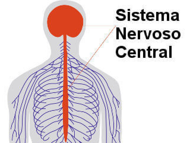 Sistema Nervoso Central