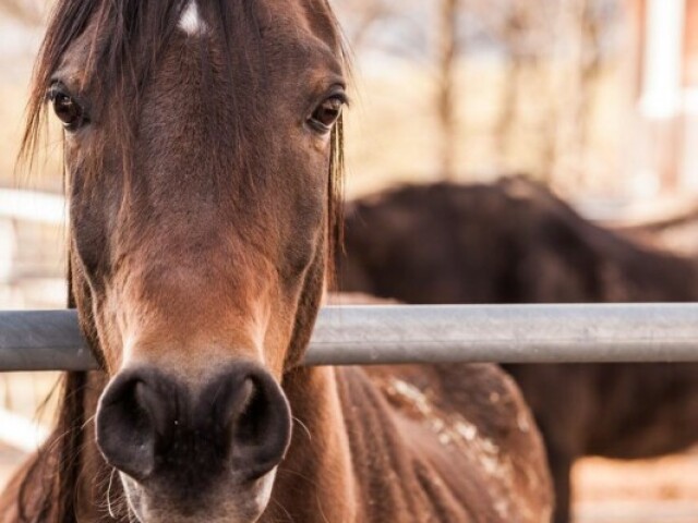 cavalo