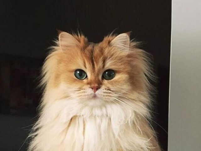 Gato