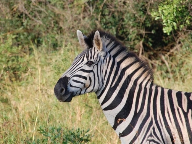 zebra