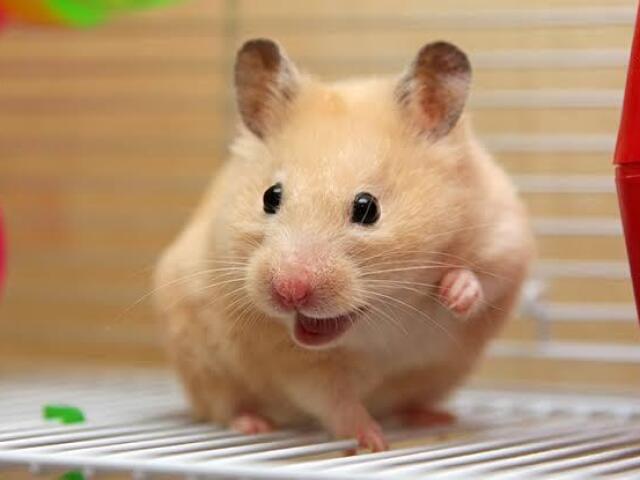 um hamster