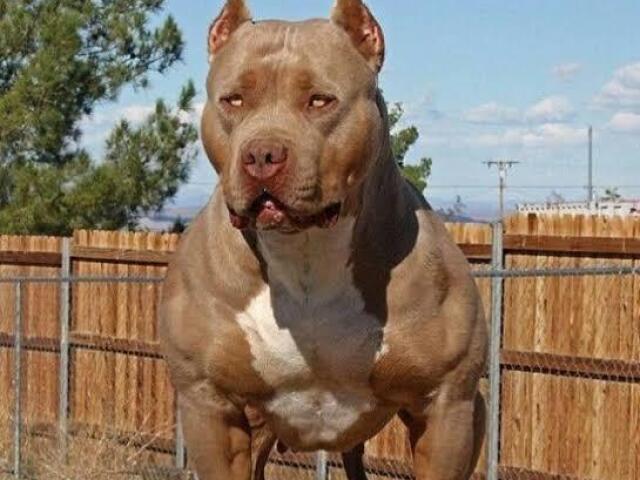 Pitbull