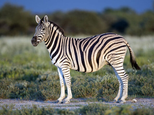 Zebra