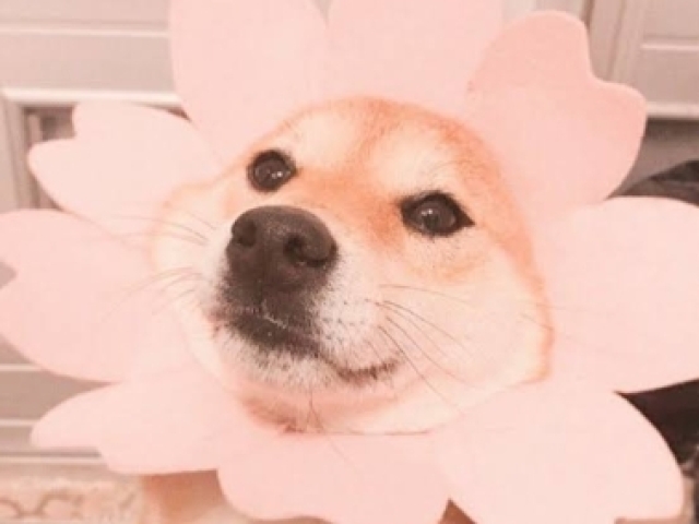 Flora๐ฆ