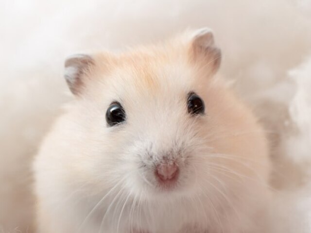 hamster