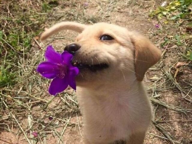 Cão