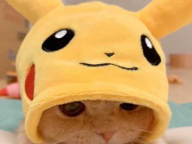 cat pikachu