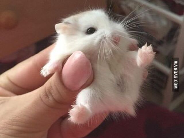 hamster