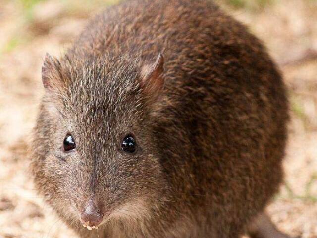 potoroo