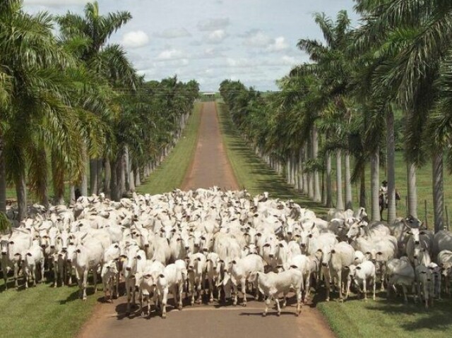 Animais de fazenda.