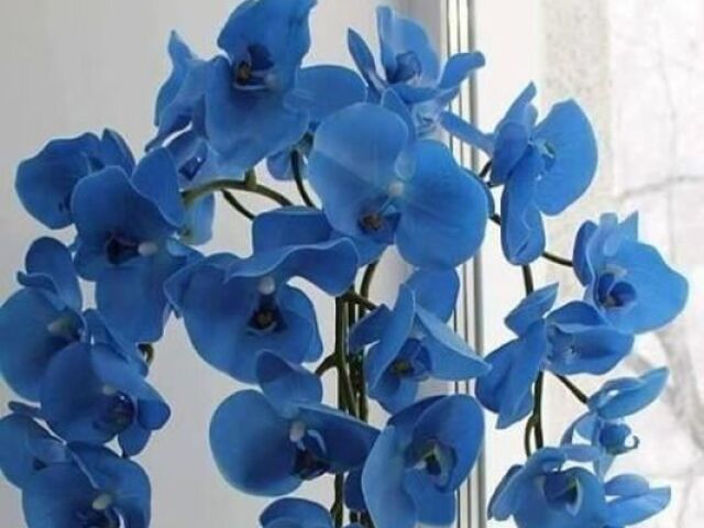 orquídea azul