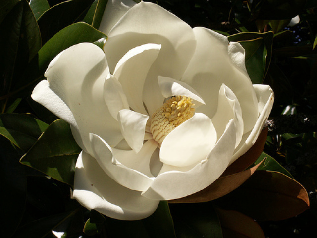 magnolia grandiflora