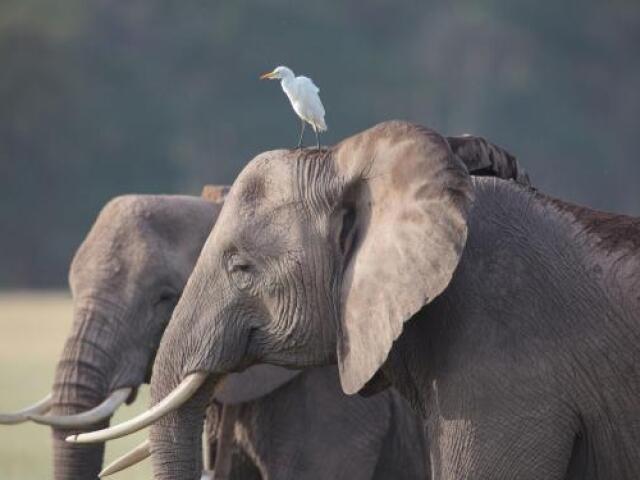 O elefante