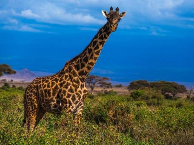 A girafa
