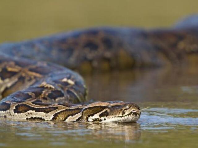 A anaconda ou sucuri